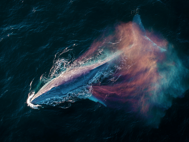 Leviathan among dolphins�the largest animal ever to exist